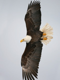Bald Eagle in Flight with Wingspread  Homer  Alaska  USA