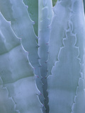 Leaves of Agave Plant  Arizona-Sonora Desert Museum  Tucson  Arizona  USA
