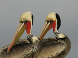Two Brown Pelicans Preening in Rhythm  La Jolla  California  USA