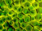 Natural Occurring Fluorescence in Corals at Night  Hol Chan Marine Preserve  Barrier Reef  Belize
