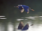 Great Blue Heron Flying Across Water