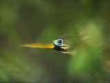 Anhinga Female in Breeding Plumage at the Venice Rookery  Venice  Florida  USA