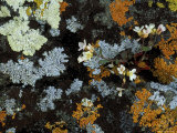 Lyre-Leaf Rockcress Flowers and Lichens on Rock Face  Isle Royale National Park  Michigan  USA