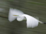 Abstract of Great Egret in Flight  Lake Martin  Louisiana  USA
