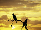 Silhouette of Frigate Birds on Tree Limb at Sunset  Galapagos Islands  Ecuador