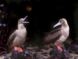 Detail of Red-Footed Boobies on Lava Rocks  Galapagos Islands  Ecuador