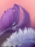 Iris Petal Close-up