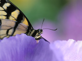 Close-up of Swallowtail Butterfly on Petunia in Garden