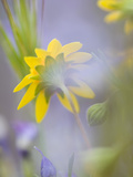 Close-up of Wildflowers