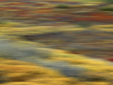Colorful Abstract of Autumn Tundra Colors  Denali National Park  Alaska  USA