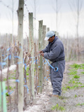 Vineyard Worker  Bodega Nqn Winery  Vinedos De La Patagonia  Neuquen  Patagonia  Argentina