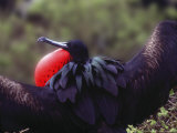 Spreadwinged Male Frigatebird Showing Inflated Pouch During Breeding Season  Galapagos Islands