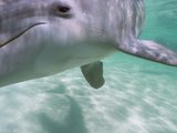 Bottlenose Dolphins  Caribbean Sea Near Roatan  Honduras