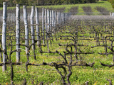 Vineyard in Cordon Royat  Bodega Pisano Winery  Progreso  Uruguay