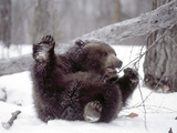Juvenile Grizzly Plays with Tree Branch in Winter  Alaska  USA