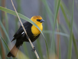 Yellow-Headed Blackbird Male Clings to Stalk Behind Reed  Salton Sea National Wildlife Refuge