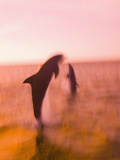 Bottlenose Dolphins  Caribbean Sea
