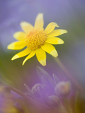 Yellow Wildflower Among Purple Flowers