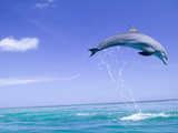 Bottlenose Dolphins  Caribbean Sea