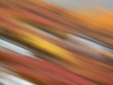 Colorful Abstract of Autumn Tundra Colors  Denali National Park  Alaska  USA