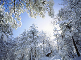 Freshly Snow-Covered Trees in Sunlight  Laguna Mountains  Cleveland National Forest  California