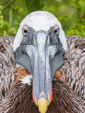 Brown Pelican on Nest Staring Ahead  Rabida  Galapagos Islands  Ecuador