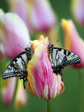 Two Swallowtail Butterflies on Tulip in Early Morning