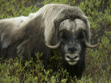 Close-up of Musk Ox in Bushes  Nome  Alaska  USA