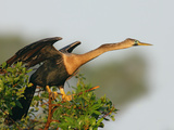 Anhinga Female at the Venice Rookery  Venice  Florida  USA
