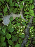 Moose Antler in Bunchberry Flowers at Springtime  Isle Royale National Park  Michigan  USA