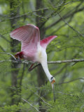 Roseate Spoonbill Stretches to Break off Branch for Nesting Material  Lake Martin  Louisiana  USA