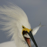 Head Close-up of Snowy Egret Swallowing Baitfish  Sanibel  Florida  USA