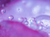 Dew Drops on Flower Petal Abstract