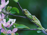 Two Frogs on Branch