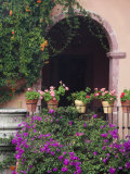 Bougainvillea and Geranium Pots on Wall in Courtyard  San Miguel De Allende  Mexico