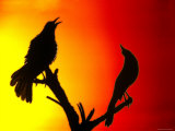 Silhouettes of Great-Tailed Grackles in Courtship Displays  Salton Sea National Wildlife Refuge