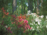 Azalea Reflection in Pond  Georgia  USA