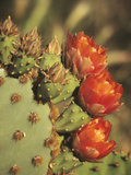 Prickly Pear Cactus in Bloom  Arizona-Sonora Desert Museum  Tucson  Arizona  USA