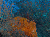 Deep Water Sea Fan and Encrusting Orange Sponge  Hol Chan Marine Preserve  Barrier Reef  Belize