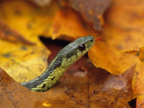 Close-up of Garter Snake in Fall with Tongue Out
