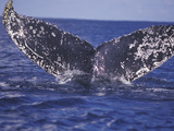 Barnacle-Encrusted Whale Tail