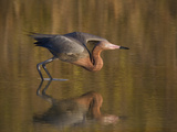 Reddish Egret Reflected in Water and Preparing to Take Off  Ft Myers Beach  Florida  USA