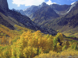 Aspen Trees in Autumn Color in the Mcgee Creek Area  Sierra Nevada Mountains  California  USA