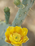 Prickly Pear Cactus in Bloom  Arizona-Sonora Desert Museum  Tucson  Arizona  USA