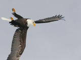 Bald Eagle Dive for Prey  Homer  Alaska  USA