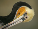 Close-up of Brown Pelican Preening  La Jolla  California  USA