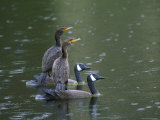 Cormorants on Decoys  Florida  USA