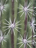 Thistle  Grand Canyon  Arizona  USA