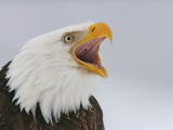 Bald Eagle Screaming  Homer  Alaska  USA