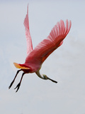 Roseate Spoonbill in Flight  Tampa Bay  Florida  USA